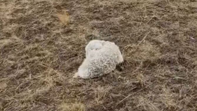 Membangunkan anak domba yang sedang tidur, ternyata ia telah tertinggal.