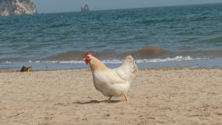 คลาสสิกไก่ดูทะเล เวอร์ชันฟังเพลิน