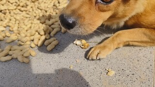 Country Yellow Eating Peanuts