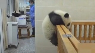 Cheng Lang escaped from prison and quickly retreated when he heard the nanny's voice