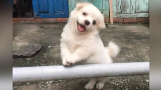 Anjing Kampung Super Imut!