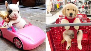 Baby Dogs - การรวบรวมวิดีโอสุนัขน่ารักและตลก #4 | Aww สัตว์