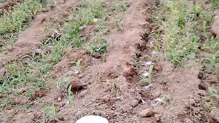my farm
