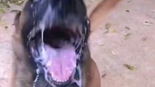 狗狗是人类忠诚的朋友