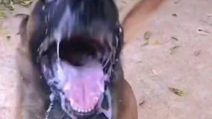 狗狗是人类忠诚的朋友