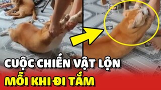 Chú mèo BÉO Ú và cuộc chiến VẬT LỘN với Sen mỗi lần ĐI TẮM 😂 | Yêu Lu