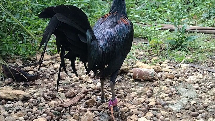 TASMANIAN DEVIL HATCH HENNIE LINE FUTURE BROODSTAG for breeding purposes only