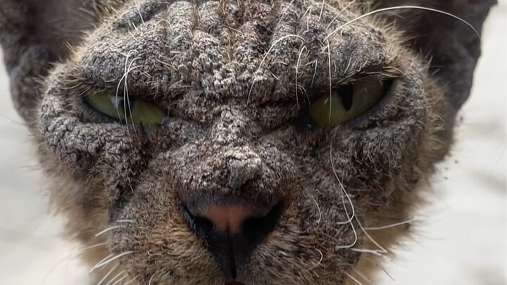 One minute captures a stray cat’s rise from the streets—by the end, even I was stunned! #MingZaiTeam