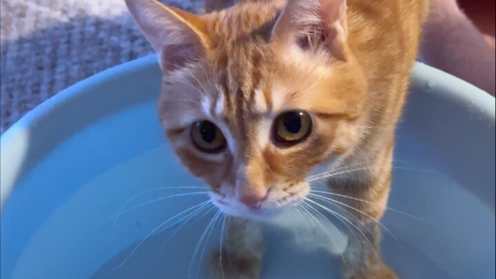 Mèo con không nói gì, chỉ một mực ngâm chân…