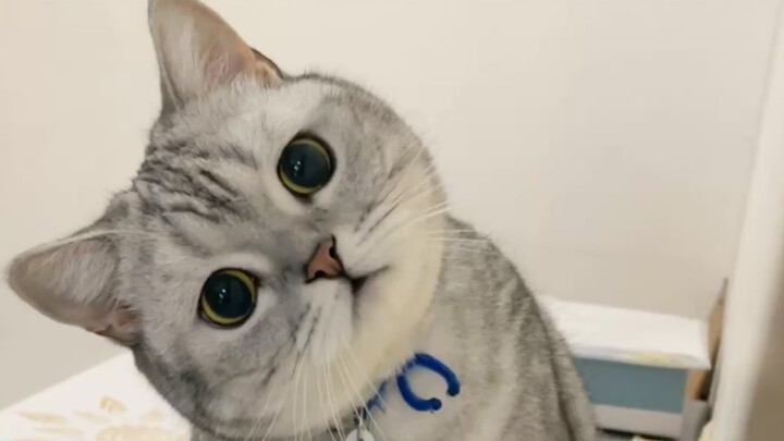 Ngày Tết mang con mèo bị táo bón về quê, thế mà lại bị cả làng ghét bỏ…