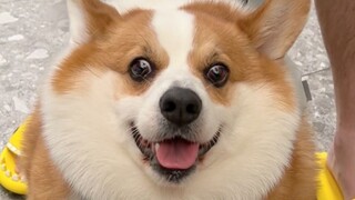 Tôi đã hiểu tại sao giới trẻ bây giờ lại thích nuôi thú cưng