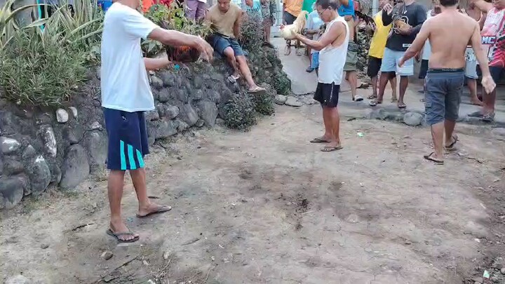 brgay. bolo 1
