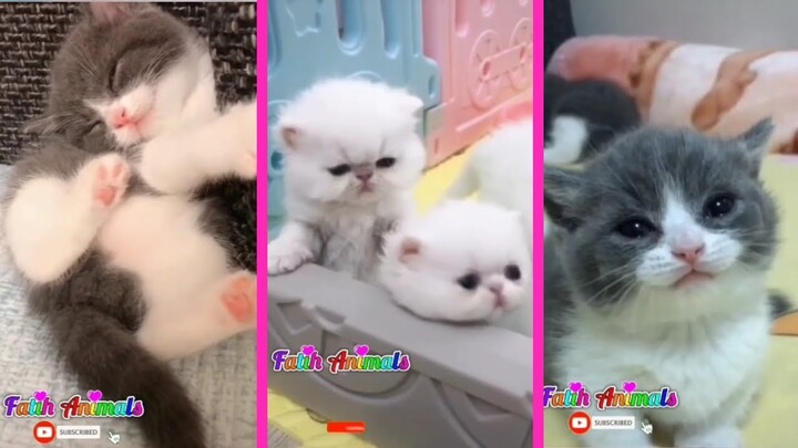 Kumpulan Kucing Lucu, Gemesin, Gemoy | Video Tik tok Kucing Lucu Viral Terbaru 2021