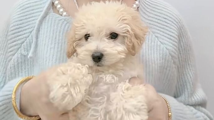 Việc của người, chó con tiện tay làm luôn