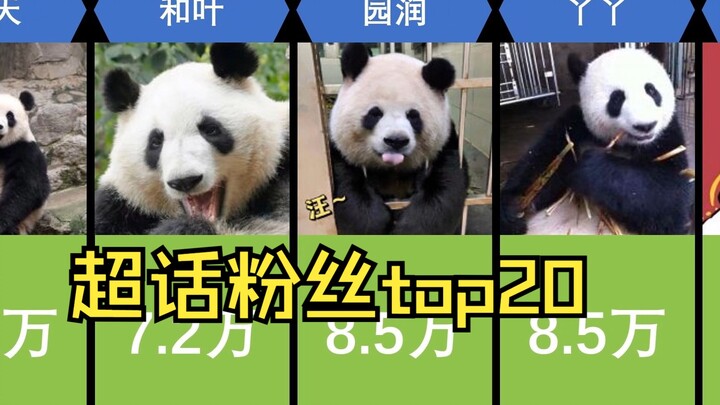 20 ตัวแพนด้าที่มีแฟนคลับในเวยป๋อซูเอ่อหัวมากที่สุด