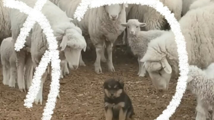 狗:拜托，伙计，我真的不是牧羊犬！！