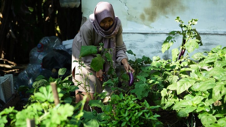 Lahan Sempit Jadi Kebun Pangan Lengkap, Panen Setiap Hari Tanpa Takut Harga Naik