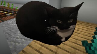 Kucing bau lagi tidak mau patuh