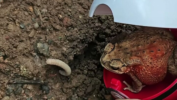 Rekaman langka pertarungan Pokémon