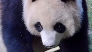 "大熊猫润玥 "大熊猫和花 人类的双标行为在熊猫界也是存在的，二狗：就是爱吃有什么错嘛！