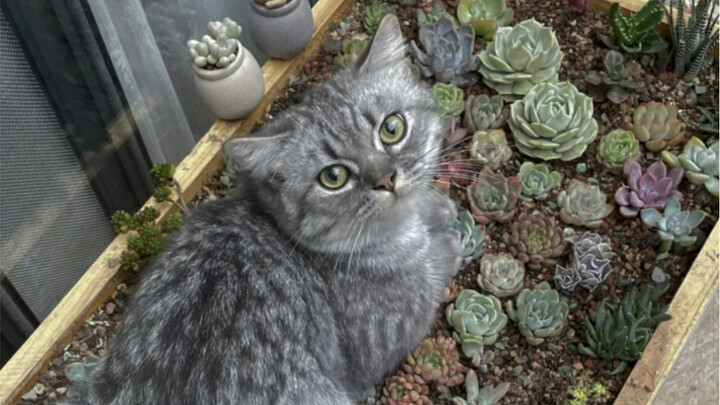 Opened the door in the morning and saw this shocking scene!