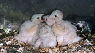 birds of Prey