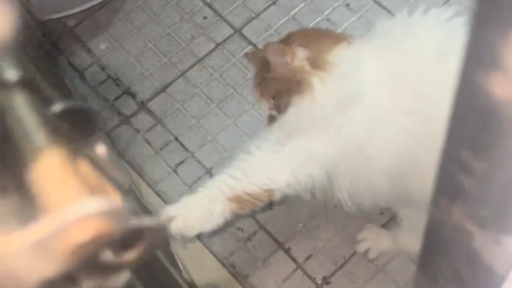 Cat: Do you even remember you have a home?