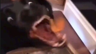 This doggy munching on a radish sounds like electronic music!