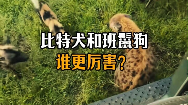Which is stronger, a pit bull or a spotted hyena?