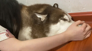 Desensitizing the Husky to Butt-Kneading