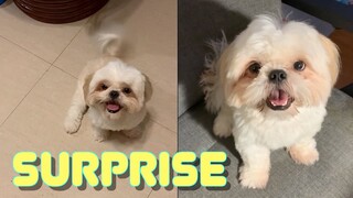 My Shih Tzu Dog Gets The Surprise of His Life