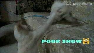 Tisoy hate snow :(