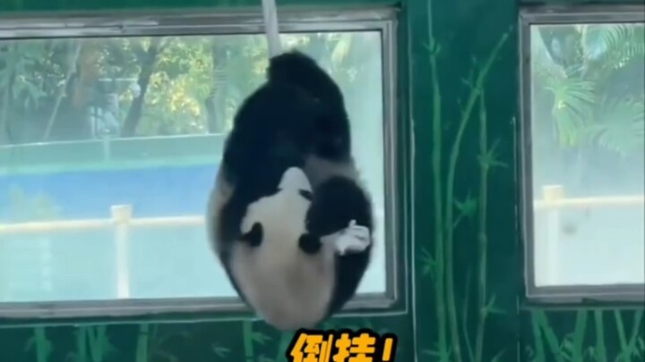 #Panda #Xingyi #Ya Yi Mencari di Kebun Binatang Guangzhou! Panda raksasa benar-benar mengutamakan pe
