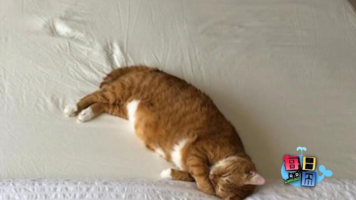 【Daily Awkward Moment】After the cat falls asleep, its owner starts playing with its paws—so soft~ Ev