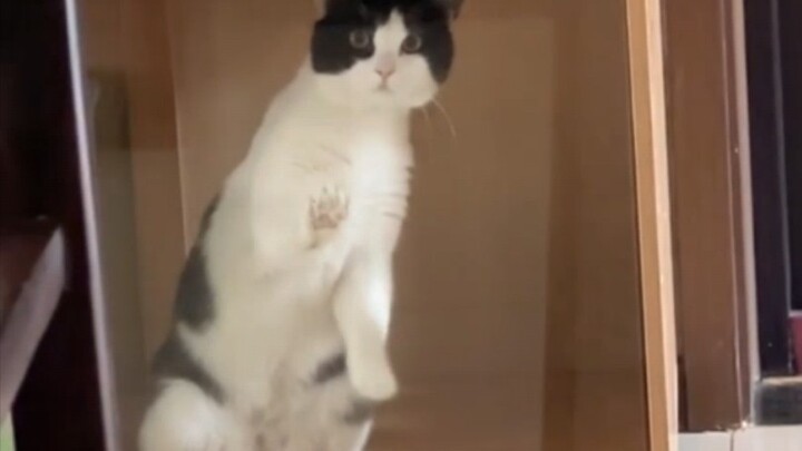 Haha, its tilted head is hilarious! It's cracking me up!