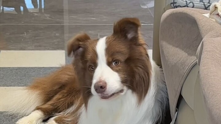 Yuzai: I’m not an unreasonable dog either.