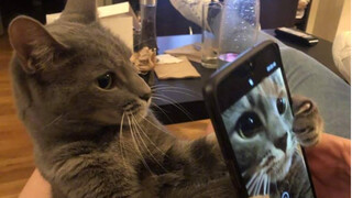 Kumpulan Waltz Cinta versi kucing. [Kumpulan Kucing Aneh #1]