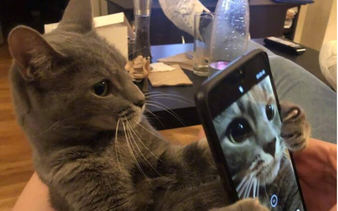 The Complete Collection of Cat-Style Love Waltz. [Strange Cats Compilation #1]