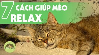 7 cách giúp cho mèo bị stress, trầm cảm thấy thư giãn hơn Dayspet