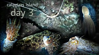 ep134, night spearfishing Philippines,day 3 calaguas island bakbakan nanaman,
