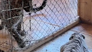 هُو هُو: أخبري أمي أنني لست جبانًا.