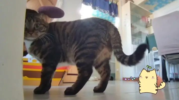 [Animals]Interactions with cats using a robot when I'm not at home