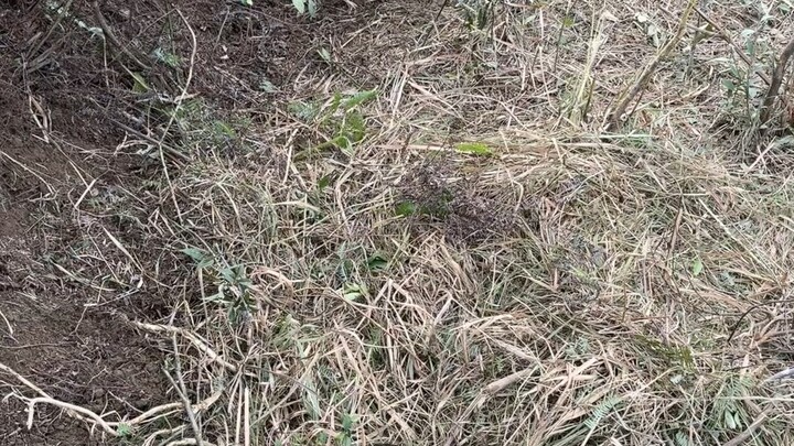 Mommy pig is building a nest, ready to give birth!