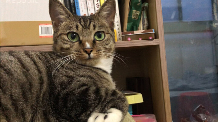 As soon as I said its paws were dirty, it started washing them all by itself—my little sister is the