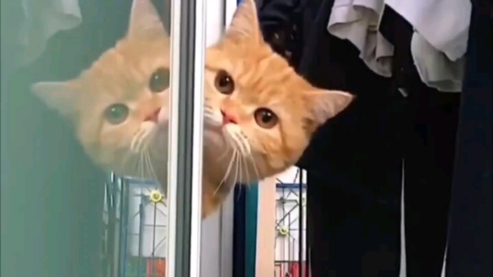 "Kucing Kucing Mengintip"