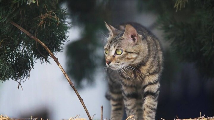 【Kucing itu menyelamatkan hidupku】 Seekor musang yang melenyapkan kejahatan dan memajukan kebaikan