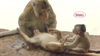 Never Seem Giant Monkey Playing With Baby Malo, Good Relationship Monkeys