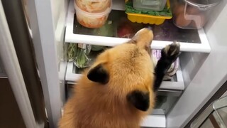 Director Fox is here to inspect the refrigerator again