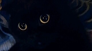 为啥要养一只黑猫？