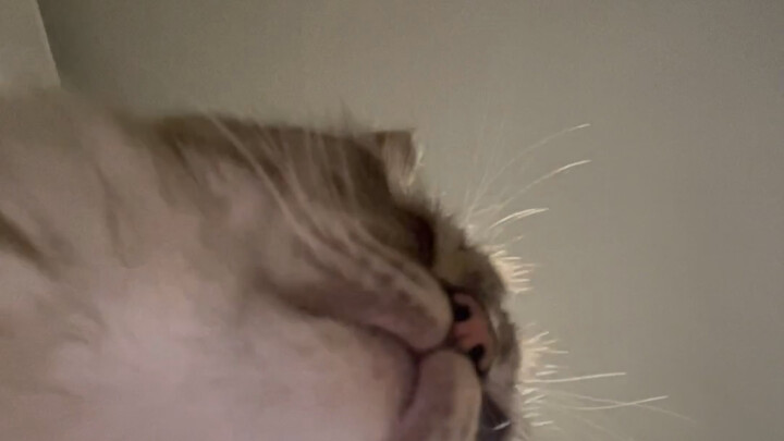 ป๊าบๆ～มุมมองนี้น่ารักสุดๆ!